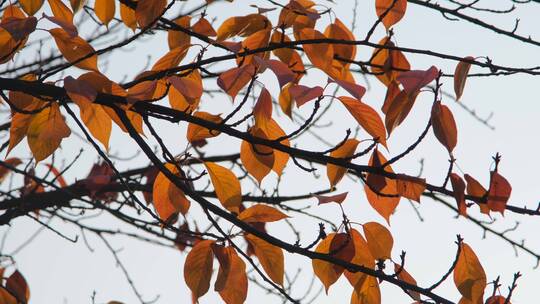 秋天在阳光下摇曳的树叶