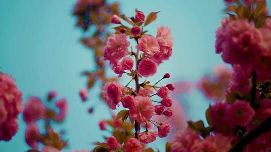 满树的花朵