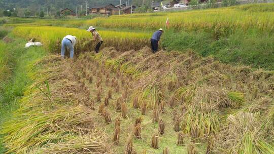 水稻稻谷大米农业粮食丰收稻田谷子