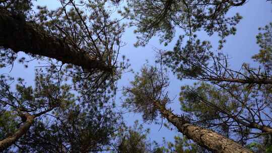 仰拍蓝天下森林里高大树木的树梢