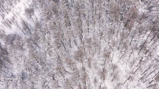 4k航拍恩施雪山雾凇风光