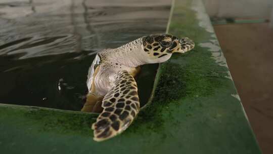 海龟，爬行动物，海洋生物，水