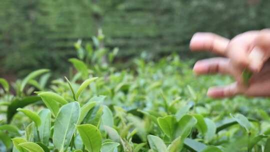 人物茶园采茶近景