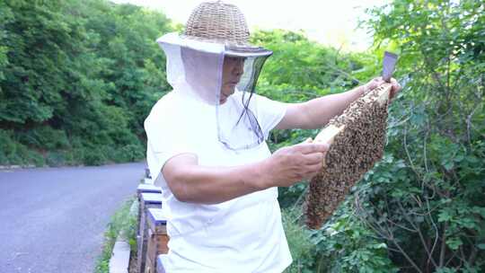 养蜂人 蜜蜂
