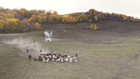 坝上草原万马奔腾景象