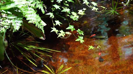 蕨类植物叶子热带雨林生物