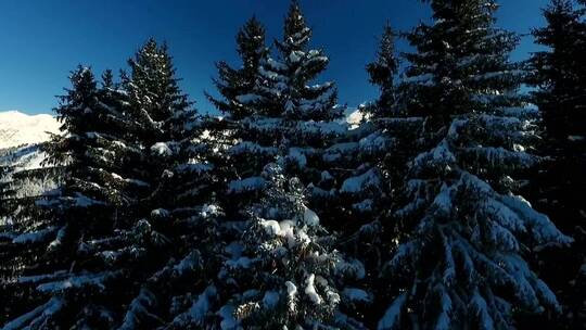被雪和群山覆盖的松树
