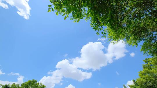 夏天蓝天白云阳光草坪草地绿地树林森林公园