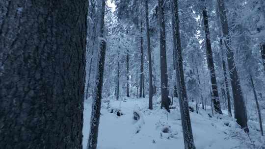 树木，树干，森林，雪