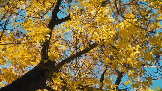 蓝天下金黄的树叶