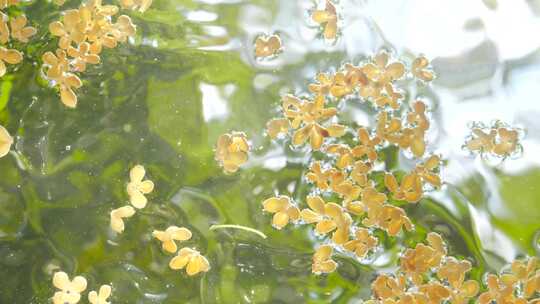 桂花合集 桂花雨 水中桂花 桂花糖