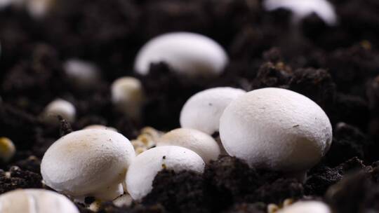 黑色背景下有机蘑菇的生长时间推移