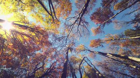 4K 仰拍秋天的树林