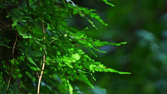 阳光照射下的森林绿色蕨类植物叶子特写