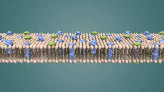 3D医学动画细胞动画 动物细胞 植物细胞