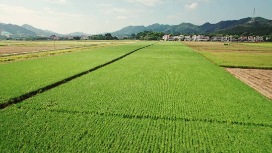 江门台山收割机割稻子丰收机械化生产