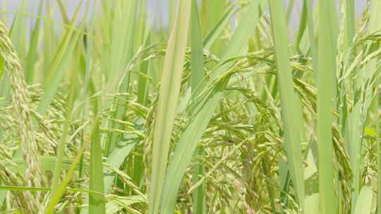 稻穗 水稻丰收 水稻生长