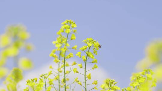 特写花 蜜蜂采蜜 油菜花 阳春三月 4k