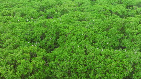 红树林湿地 海边红树林 候鸟 栖息地航拍