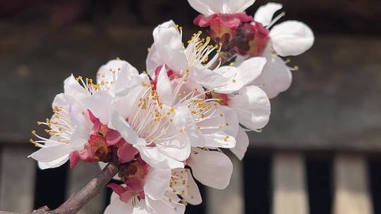 春天盛开的花朵微距