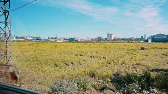 东北五常水稻基地