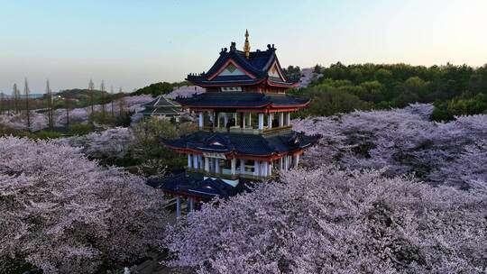 江苏 无锡 太湖 鼋头渚樱花 春天 旅游