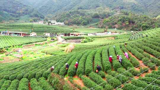 杭州龙坞西湖龙井茶园风景航拍