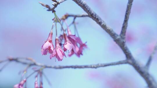 樱花蜜蜂采花和茶园风光