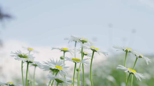 夏天阳光下的小雏菊