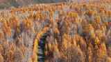 呼伦贝尔大兴安岭根白公路秋季航拍4K风景高清在线视频素材下载