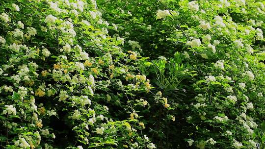 春天绿道盛开的七里香花实拍