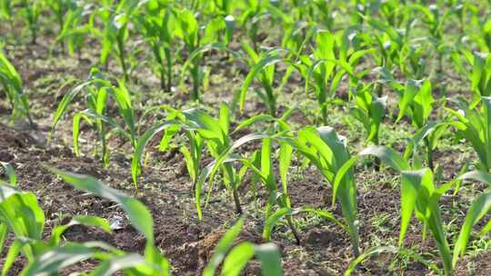 农田里玉米幼苗生长