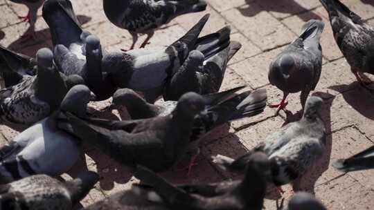 一群鸽子正在吃东西