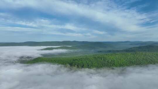 云雾缭绕的茂密森林航拍全景