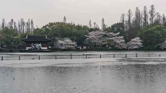 杭州西湖 曲院风荷 春天 樱花季 延时