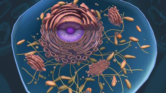 肝细胞新陈代谢肝细胞结缔组织三维动画