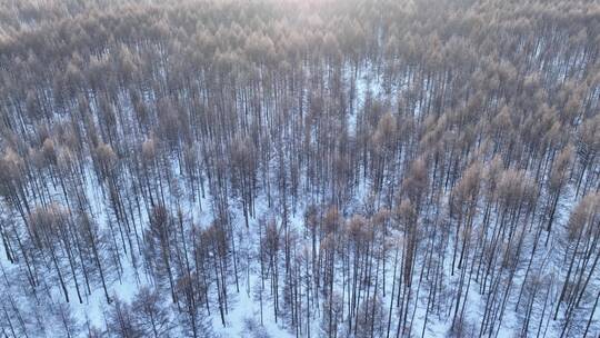 航拍林海雪原松林