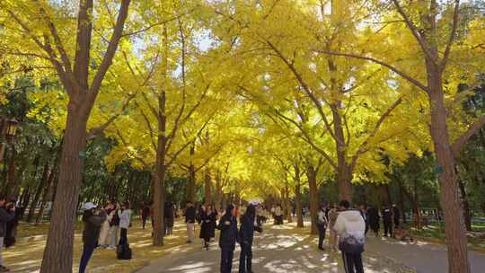 北京秋天地坛公园银杏