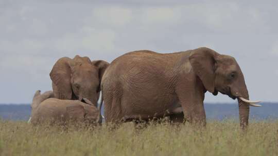 草原大象象群