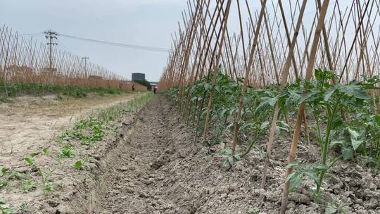 种植西红柿农耕菜田4K实拍视频