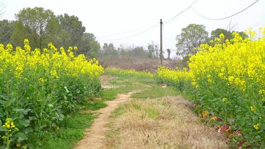 相机4K高清摄春天中的乡村田间小路