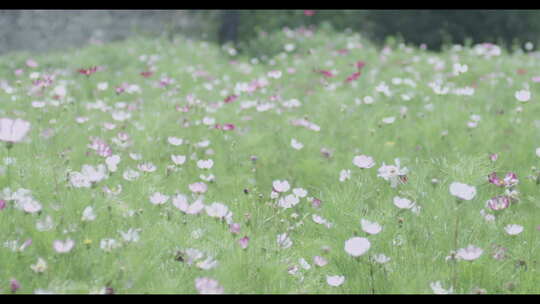 花海 格桑花 风景