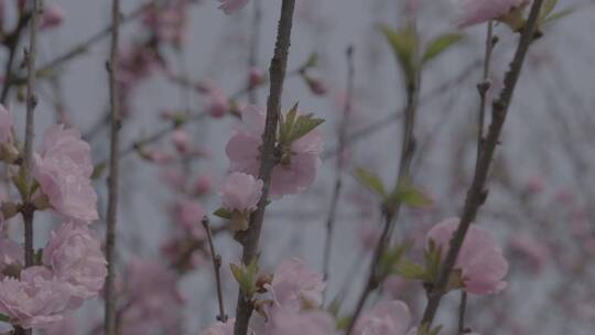 桃花中采蜜的蜜蜂升格慢镜头LOG视频素材模板下载