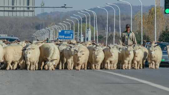 羊群公路赶羊