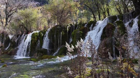 九寨沟箭竹海瀑布水中青苔流水岩石秋天水景