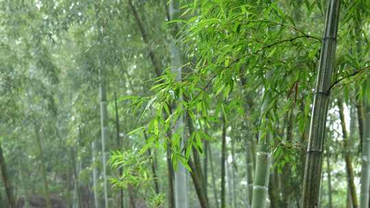 竹林竹叶禅意下雨天唯美空镜