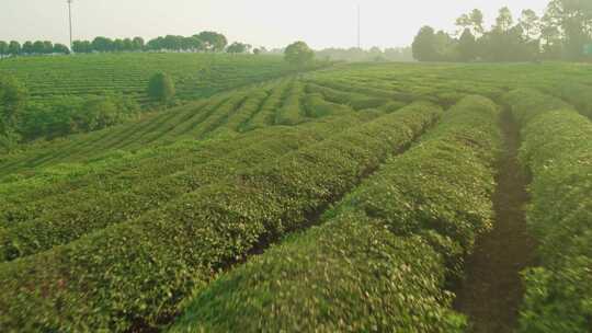 茶园 茶树 采茶 茶叶