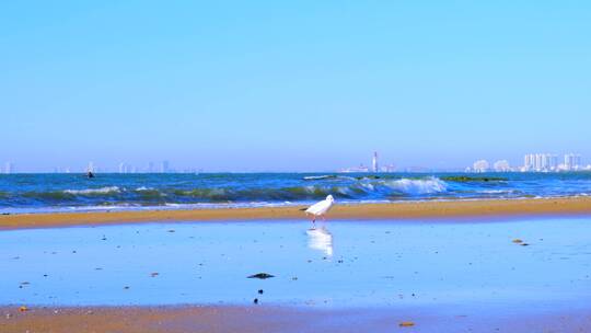 河北秦皇岛海边沙滩自然风光与海鸥慢镜头