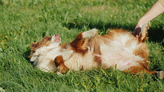 主人抚摸躺在草地上的宠物狗