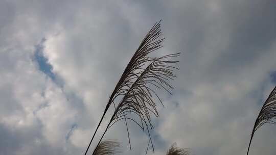 枯萎芦苇植物实拍